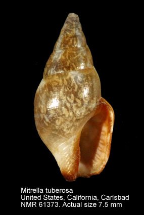 Mitrella tuberosa.jpg - Mitrella tuberosaCarpenter,1865
